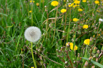 single dandelion on the green meadow wallpaper