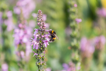 A bee collects pollen on Purple Betony flowers or Betony, Wood Betony, Bishopwort, Bishop's Wort.