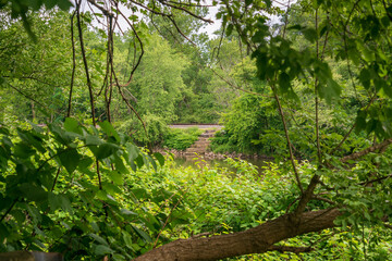 The Forest Floor, Cuyahoga Valley National Park in Ohio