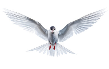 Swift Arctic Tern On Transparent Background - obrazy, fototapety, plakaty