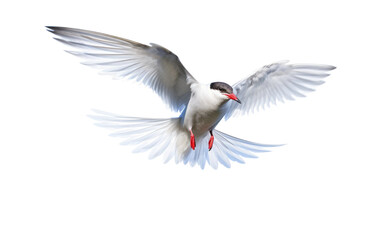 Arctic Tern On Transparent Background