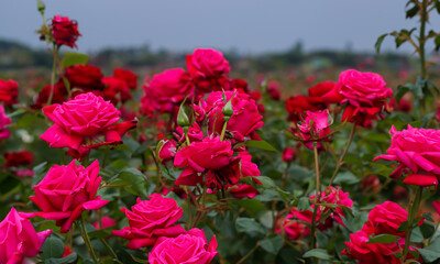 Fototapeta na wymiar Rose Field: Romantic Valentine's Day Background