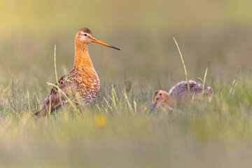 Black tailed godwit with chick