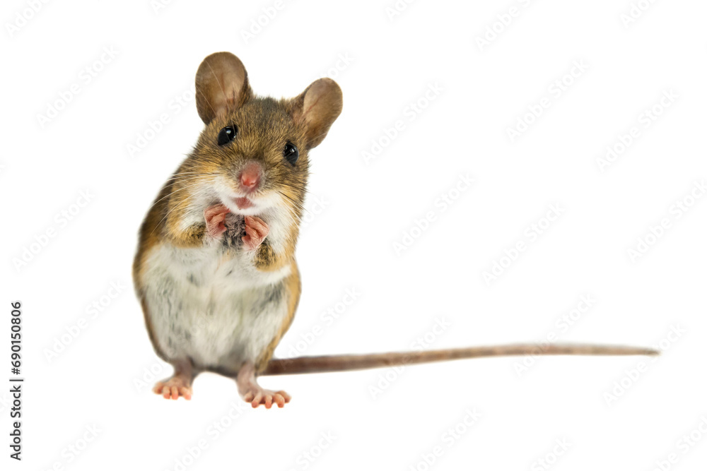 Wall mural Geeky Funny Field Mouse on white background