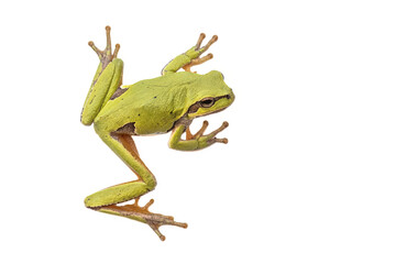 Fototapeta premium European tree frog on white background