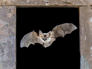 Grey long eared bat flying through window