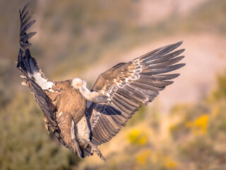 Griffon vulture flying and landing