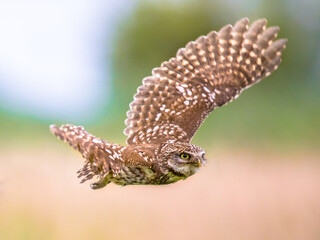 Little Owl flying on blurred background