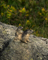 marmotte jolie montagne alpes France