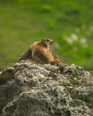Naklejka na ściany i meble marmotte jolie montagne alpes France