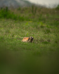marmotte jolie montagne alpes France