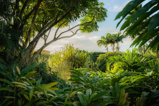 Fototapeta jungle guadeloupe nature paysage