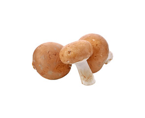 Brown champignon mushroom and rosemary leaves transparent png