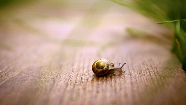 Grape snail on wooden board.