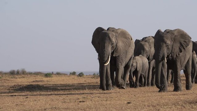 A group of elephants walk past the camera close up.