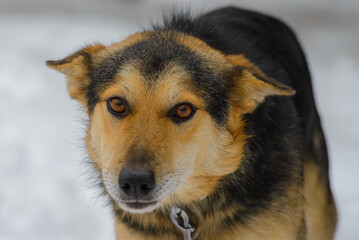 Closeup portrait photo of adorable mongrel dog.