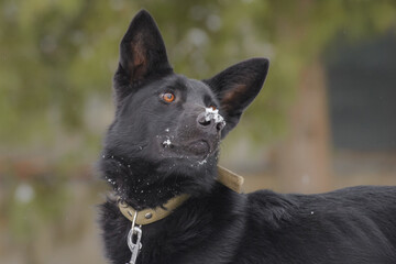 Closeup portrait photo of adorable mongrel dog.