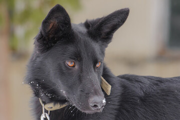 Closeup portrait photo of adorable mongrel dog.