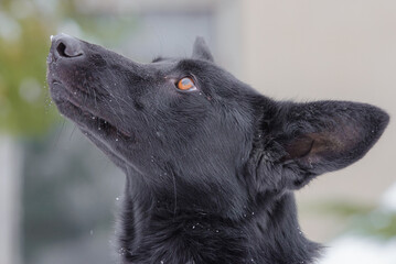 Closeup portrait photo of adorable mongrel dog.