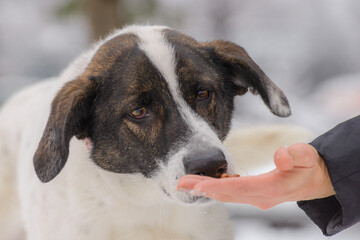 Closeup portrait photo of adorable mongrel dog.