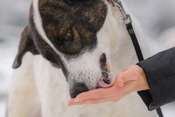 Closeup portrait photo of adorable mongrel dog.