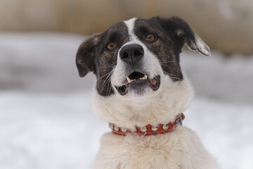 Closeup portrait photo of adorable mongrel dog.