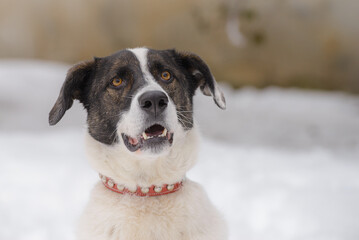 Closeup portrait photo of adorable mongrel dog.