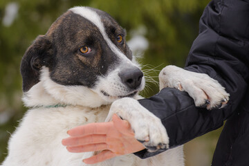 Closeup portrait photo of adorable mongrel dog.