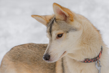 Closeup portrait photo of adorable mongrel dog.