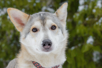 Closeup portrait photo of adorable mongrel dog.