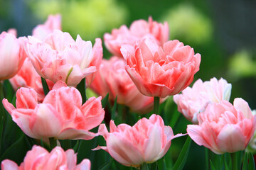 pink Tulip flowers blooming in the garden with green leaves