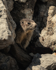 marmotte jolie montagne alpes France