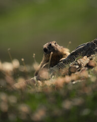 marmotte jolie montagne alpes France