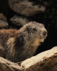 marmotte jolie montagne alpes France