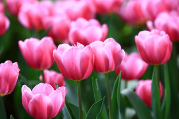 pink Tulip flowers blooming in the garden with green leaves