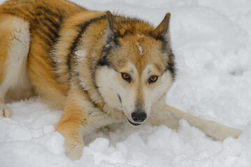 Laika dog portrait in winter.