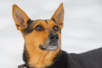 Closeup portrait photo of adorable mongrel dog.