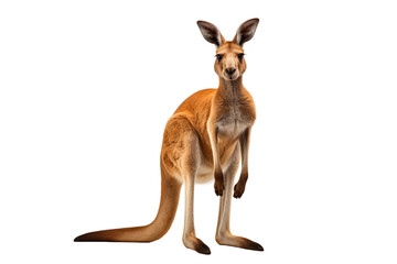 Kangaroo Isolated on Transparent Background. Ai