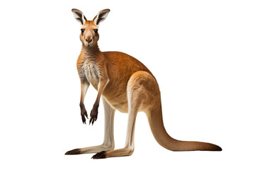 Kangaroo Isolated on Transparent Background. Ai