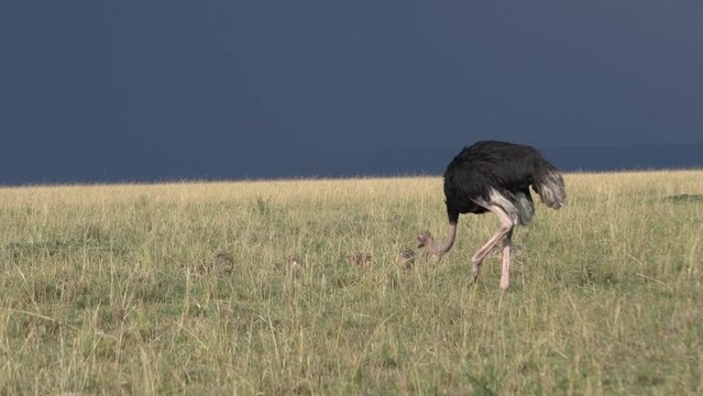 An ostrich feeding in the plains with her many babies.