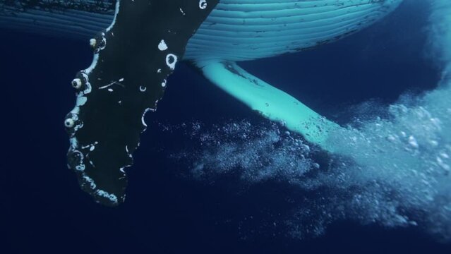 huge fin of humpback whale super close  making bubbles underwater