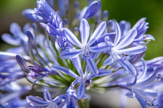 Burst of Blue Lily