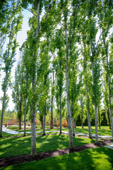 Gray Poplar garden