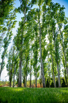 Looking up into the Gray Poplars