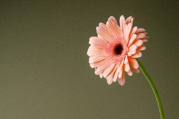 Gerbera fresh flower over green background. Abstract floral wallpaper, copy space