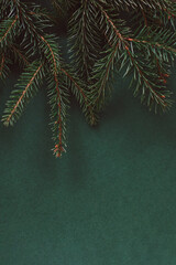 Fresh spruce branches on a dark green background.