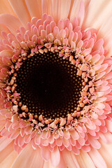 Closeup gerbera peach colour, flower. Macro photo. Abstract floral background
