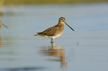 Common snipe a mysterious and elusive bird