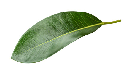 Obraz premium One green monstera leaf isolated on white background