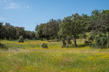 Meadows with trees and flowers in Extremadura in the center of Spain in a sunny day